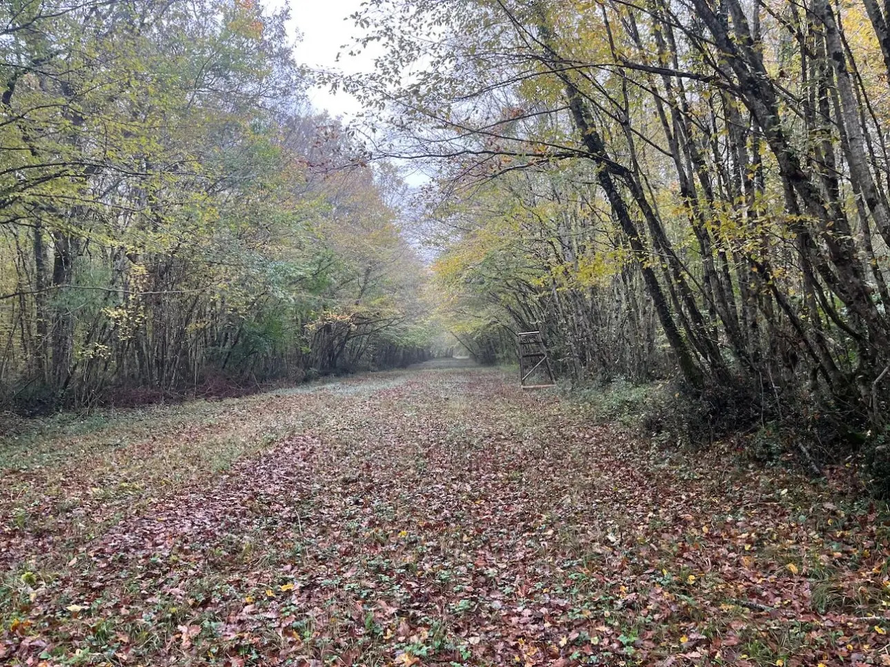 Photos 1 - Forest - Belle forêt de production de résineux