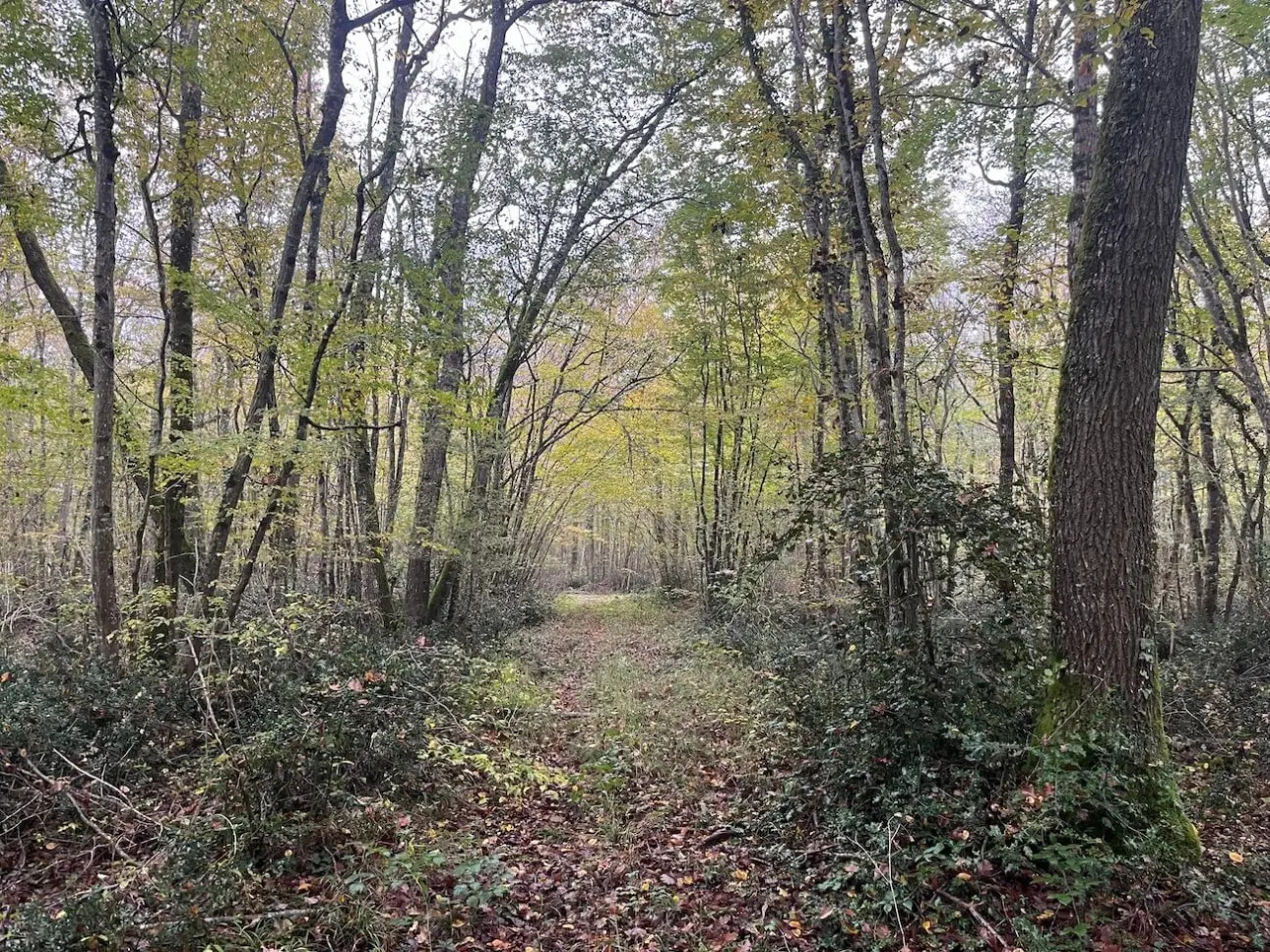 Photos 2 - Forest - Belle forêt de production de résineux