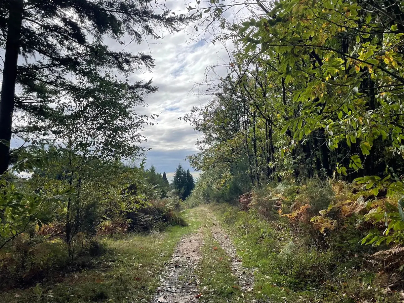 Photos 2 - Forest - Excellente forêt de production de résineux