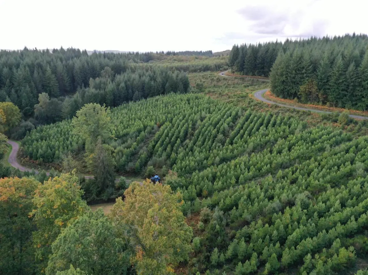 Photos 5 - Forest - Excellente forêt de production de résineux