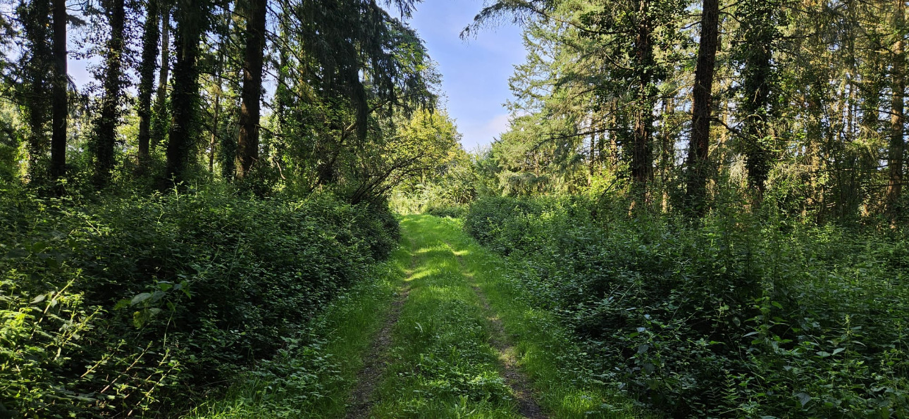 Photos 4 - Forestière - Étang et bois dune surface de 12,5 hectares en Loire-Atlantique