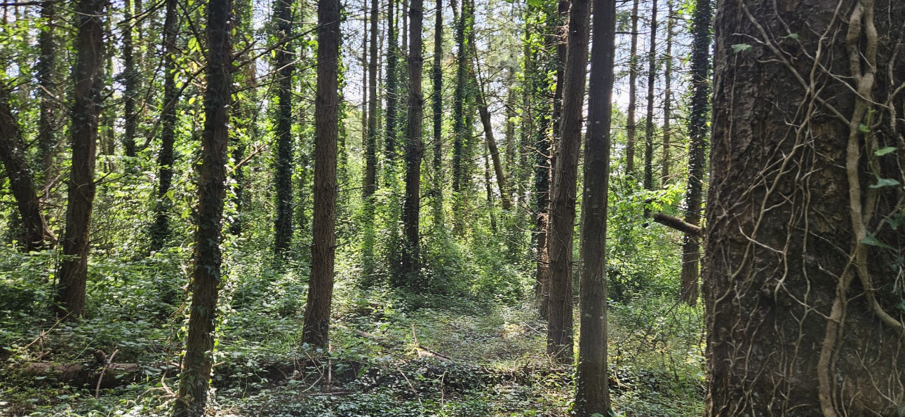 Photos 5 - Forestière - Étang et bois dune surface de 12,5 hectares en Loire-Atlantique