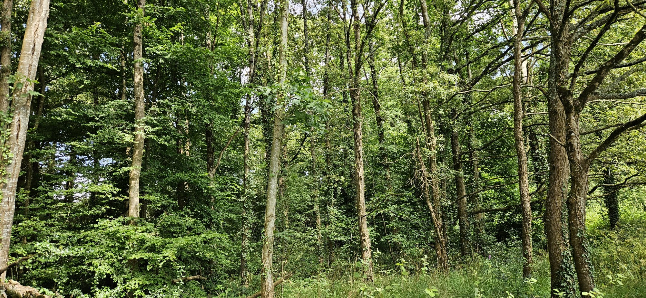 Photos 6 - Forestière - Étang et bois dune surface de 12,5 hectares en Loire-Atlantique