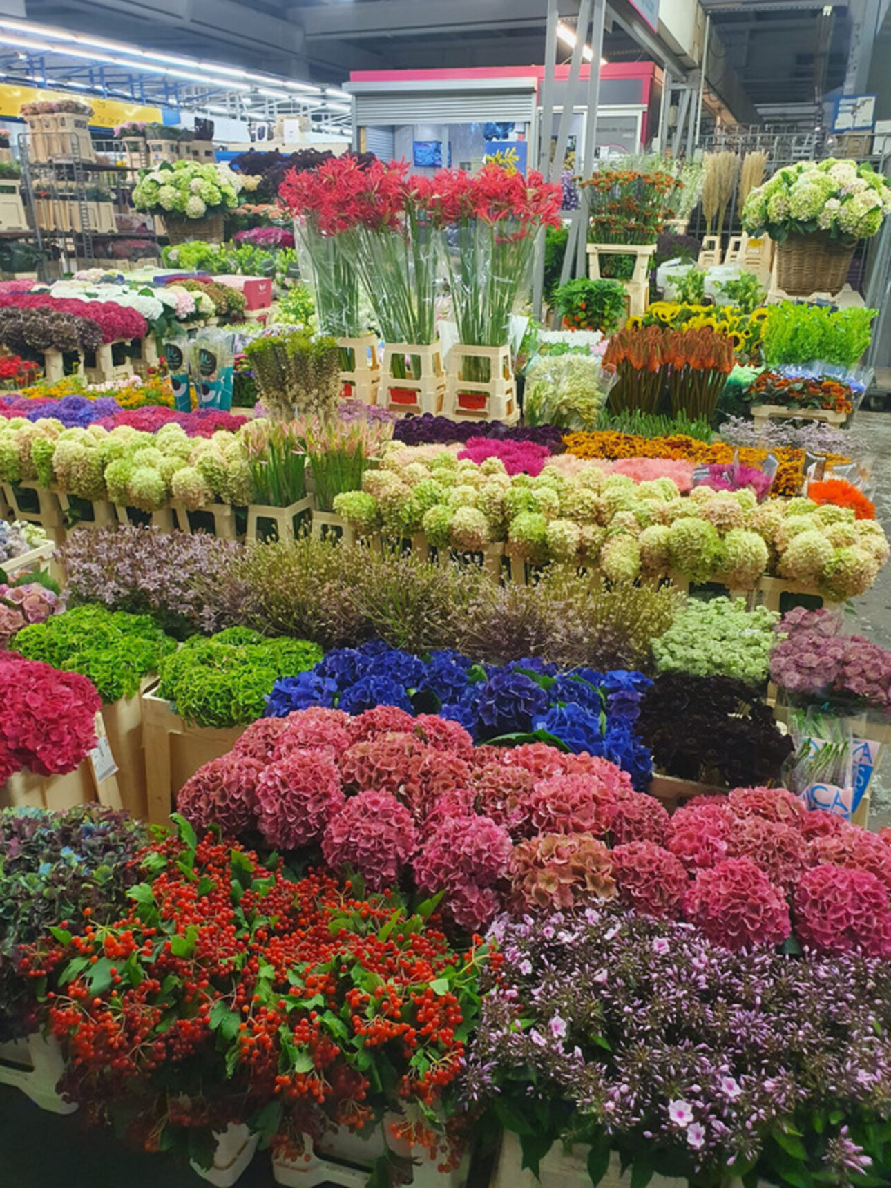 Photos 3 - Agricole - BASTIA : vente FDC GROSSISTE FLEURS ET PLANTES