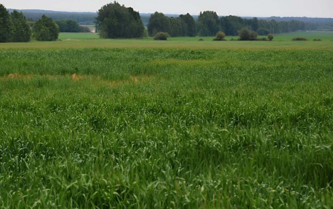 Photos 2 - Agricultural - TARN ET GARONNE PROPRIETE AGRICOLE 94 HA