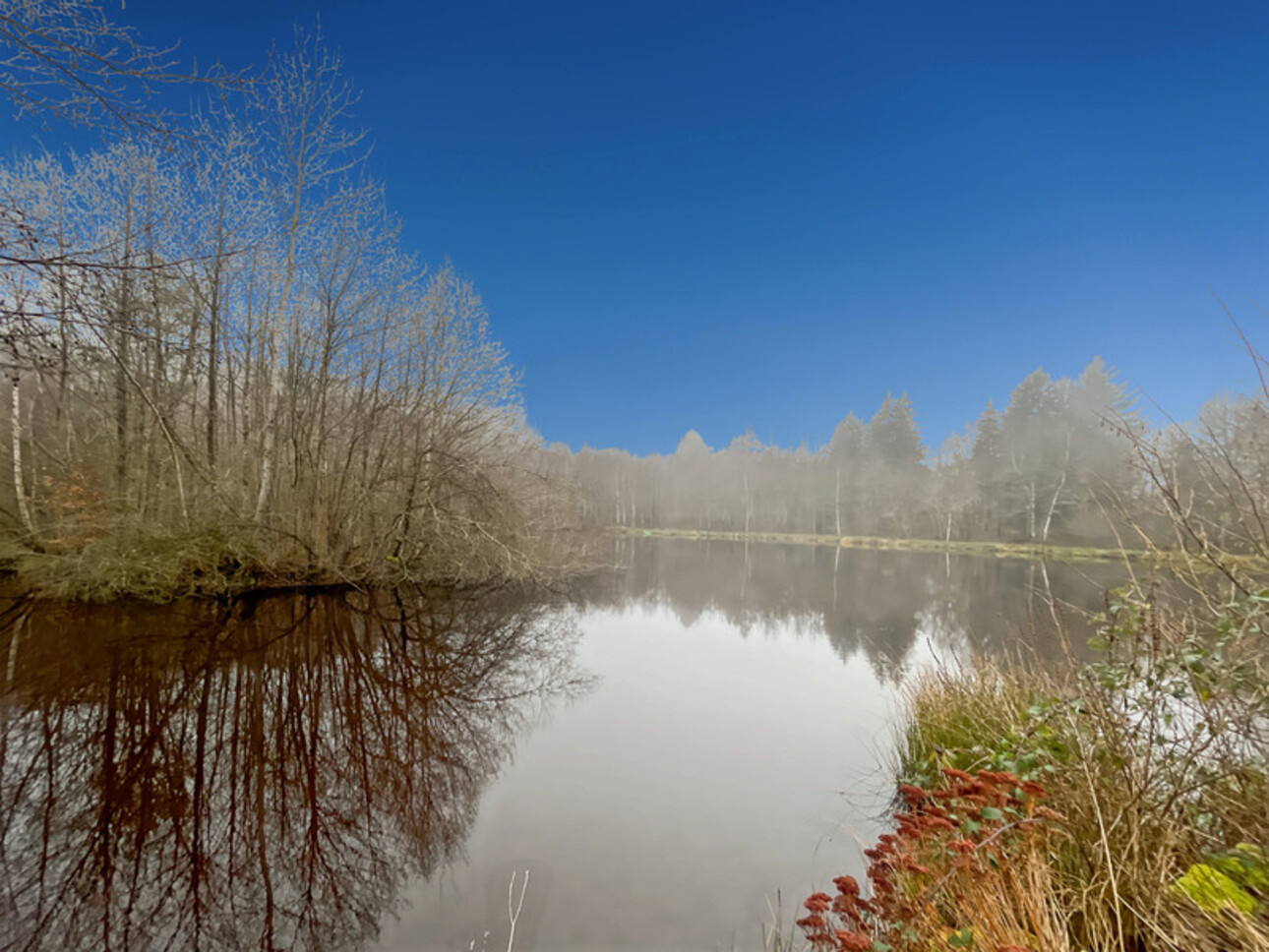 Photos 2 - Forestière - Etang d’1 hectare et 4 hectares de bois à Saint-Brisson (58 300)