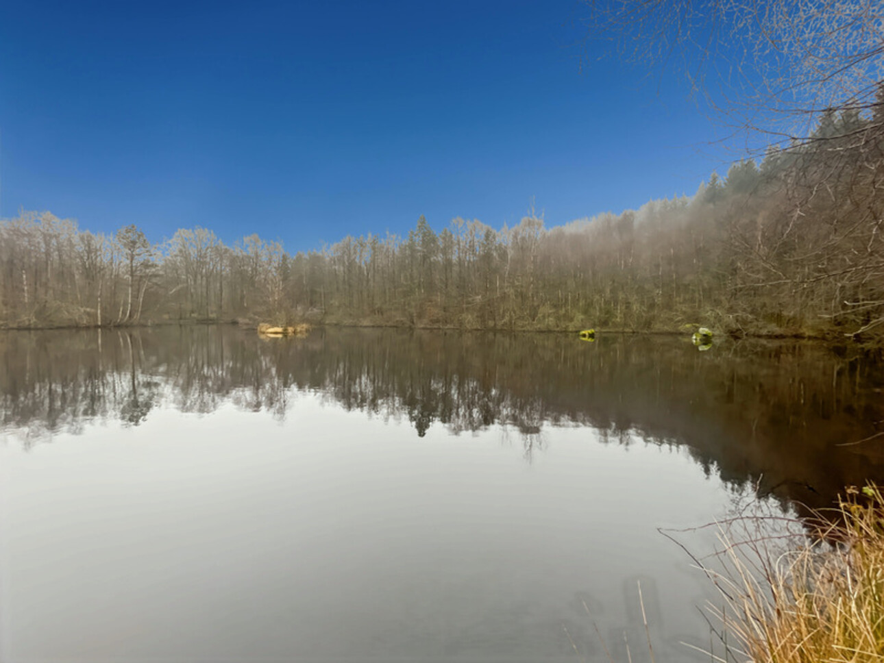 Photos 3 - Forestière - Etang d’1 hectare et 4 hectares de bois à Saint-Brisson (58 300)