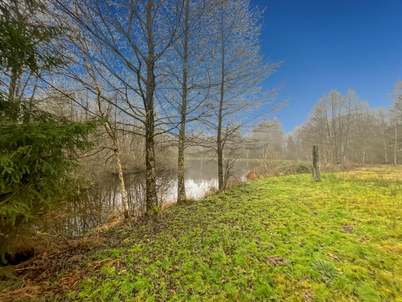 Photos 4 - Forestière - Etang d’1 hectare et 4 hectares de bois à Saint-Brisson (58 300)