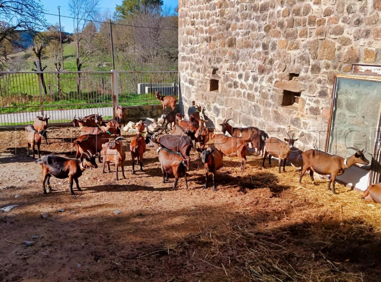 Photos 2 - Agricultural - ARDECHE FERME 48 HA RUISSEAU SOURCES