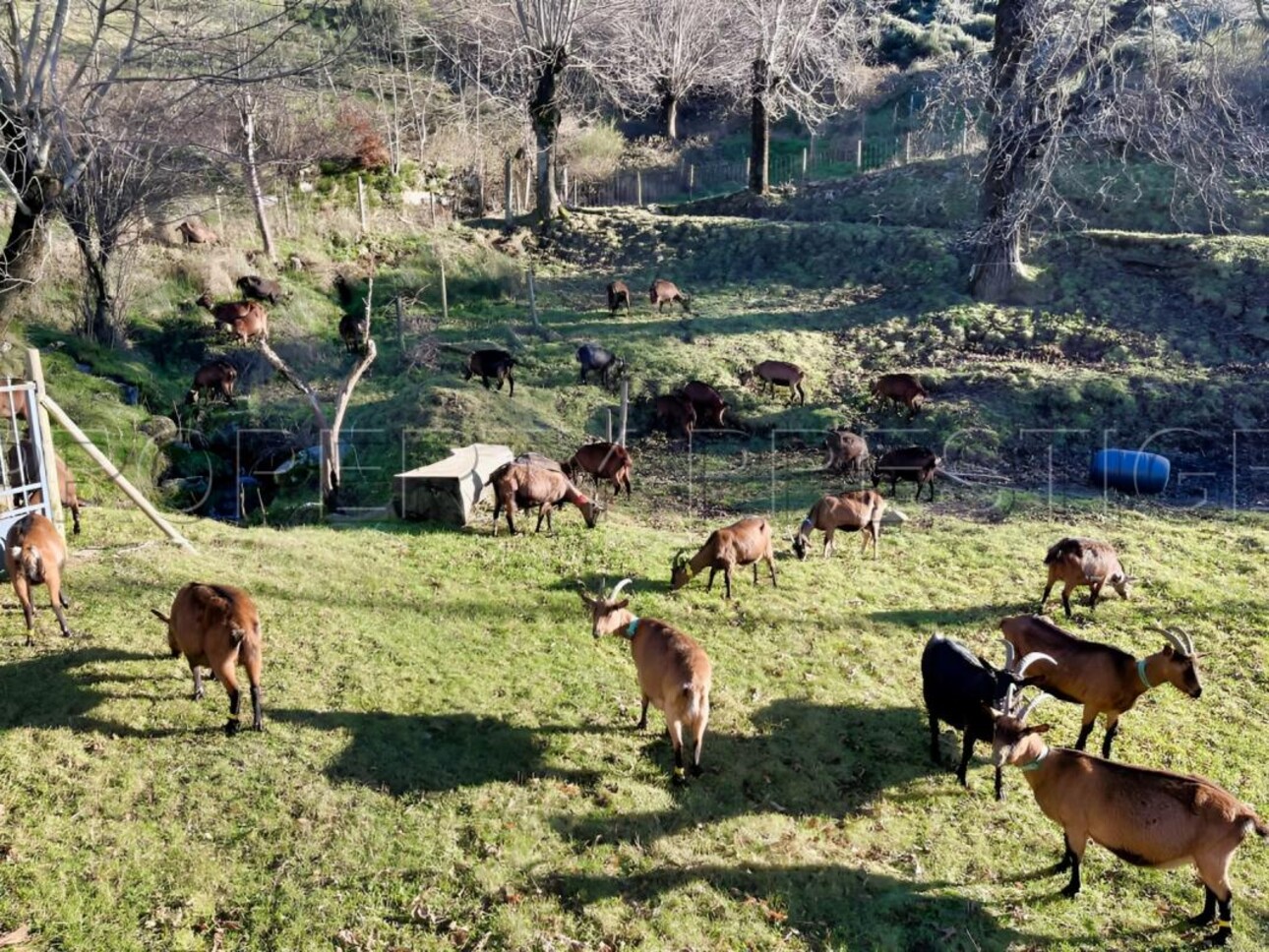 Photos 9 - Agricultural - ARDECHE FERME 48 HA RUISSEAU SOURCES