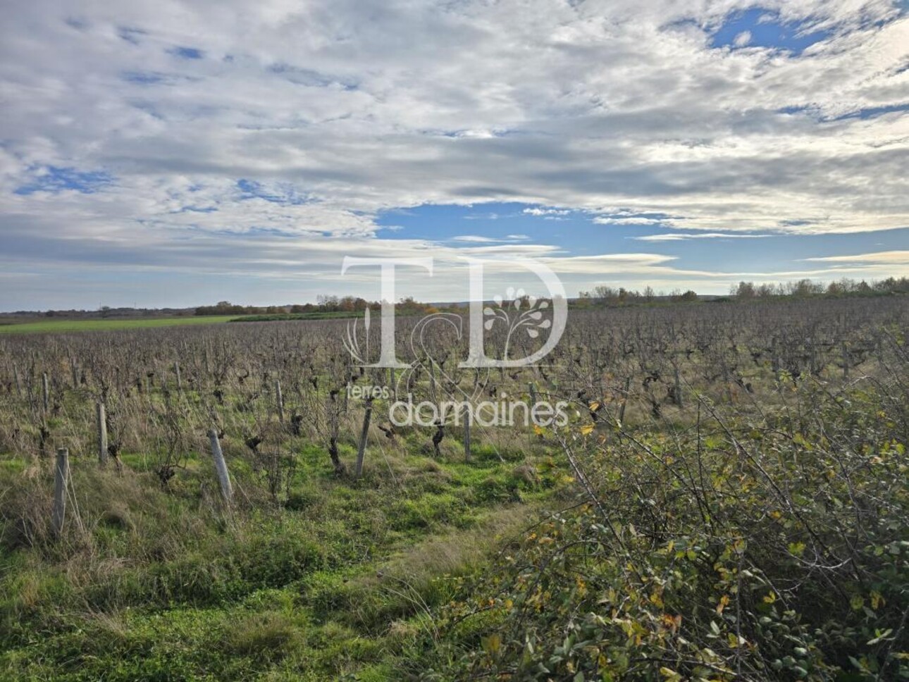 Photos 2 - Viticole - TERRAIN VITICOLE AOC CHATEAUMEILLANT