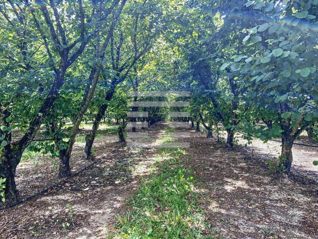 Photos 5 - Agricole - Propriété arboricole