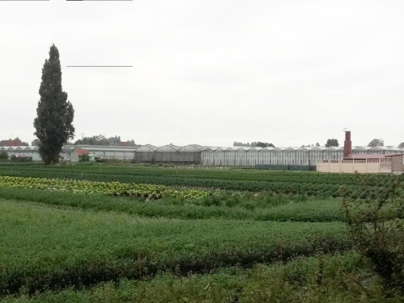 Photos 3 - Agricole - Dpt Nord (59), à  SIN LE NOBLE , exploitation horticole sur près de 4 hectares dont 10000m² de serres et hangar!