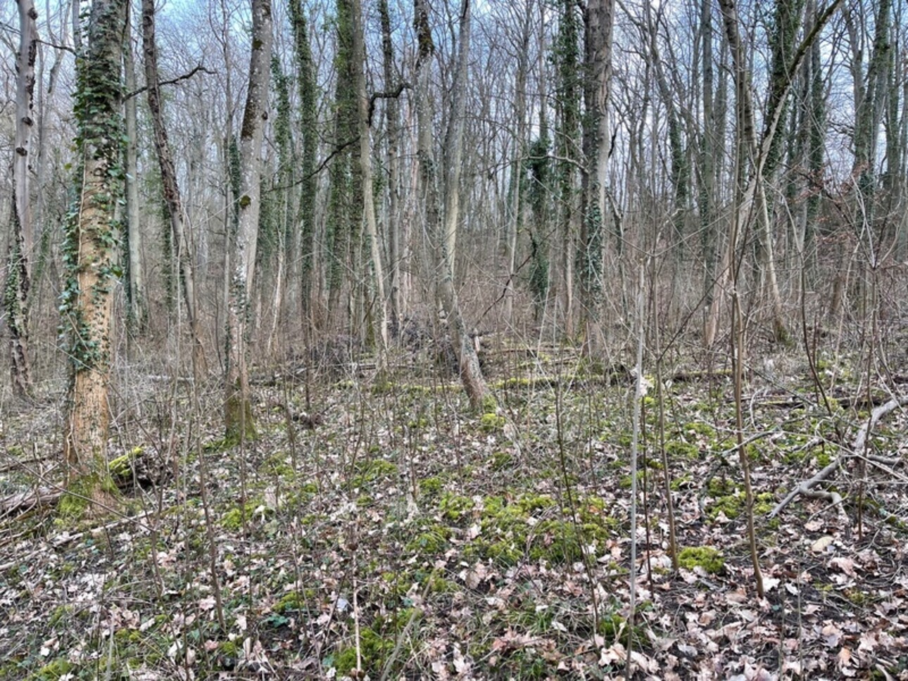 Photos 5 - Forest - Dpt Moselle (57), à vendre MALROY terrain