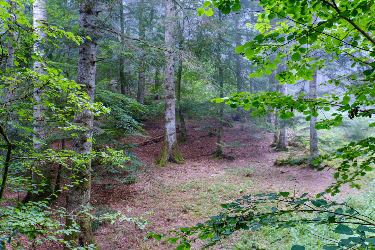 Photos 1 - Forestière - Forêt mixte de 35 ha dans les Pyrénées Audoises