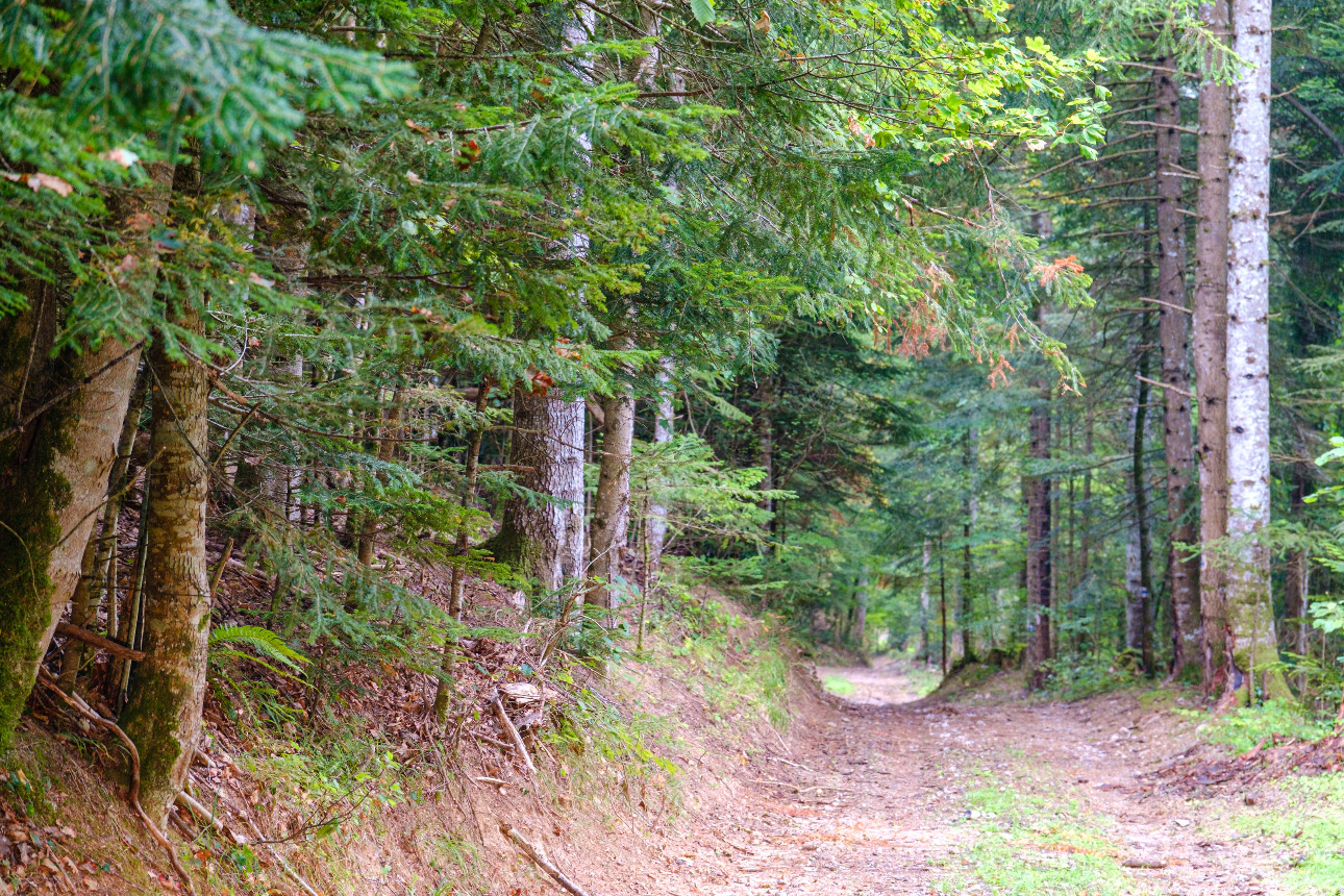 Photos 2 - Forestière - Forêt mixte de 35 ha dans les Pyrénées Audoises