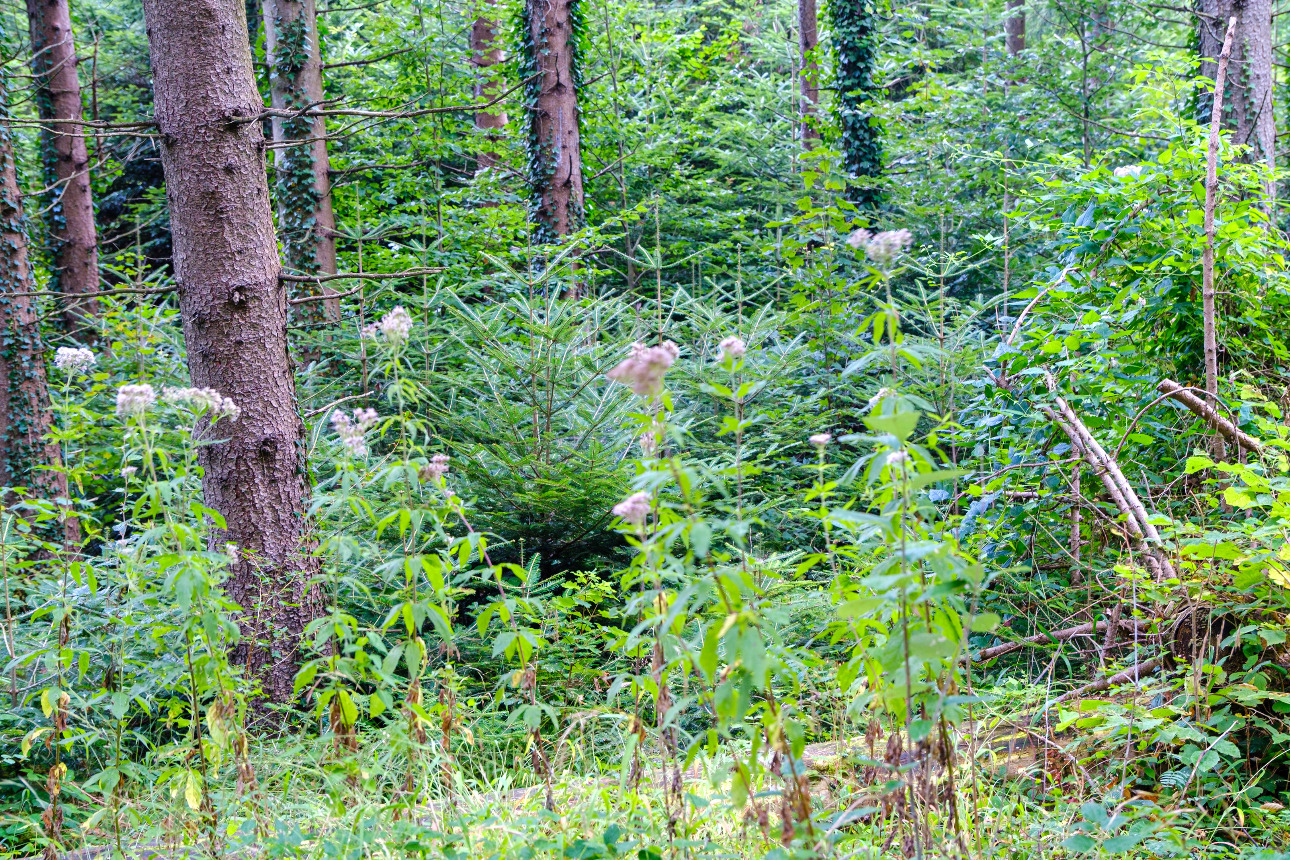 Photos 3 - Forestière - Forêt mixte de 35 ha dans les Pyrénées Audoises