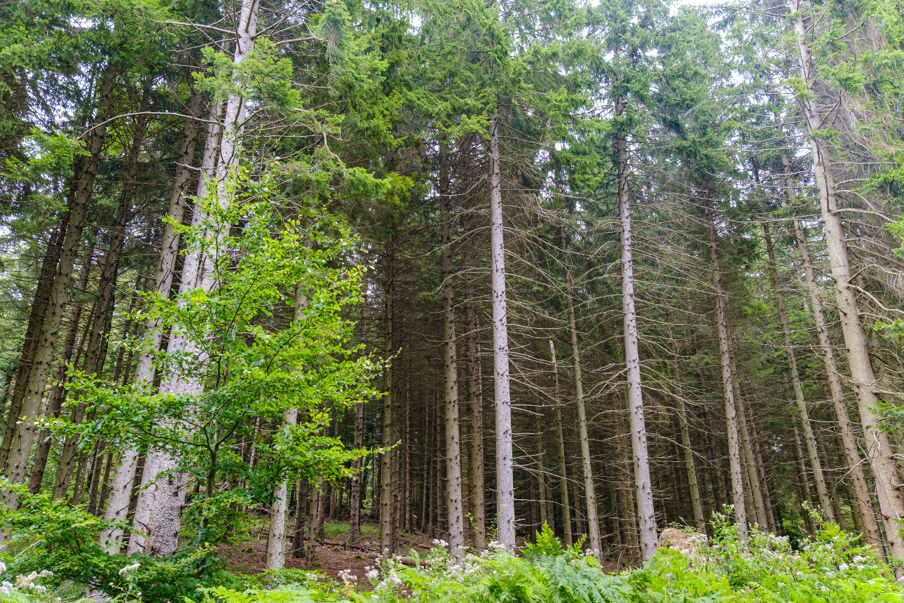 Photos 4 - Forestière - Forêt mixte de 35 ha dans les Pyrénées Audoises