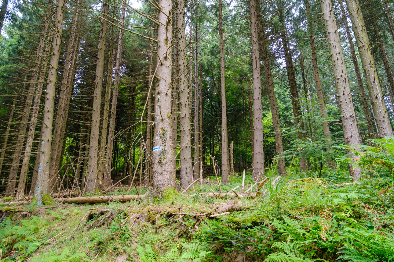 Photos 5 - Forestière - Forêt mixte de 35 ha dans les Pyrénées Audoises