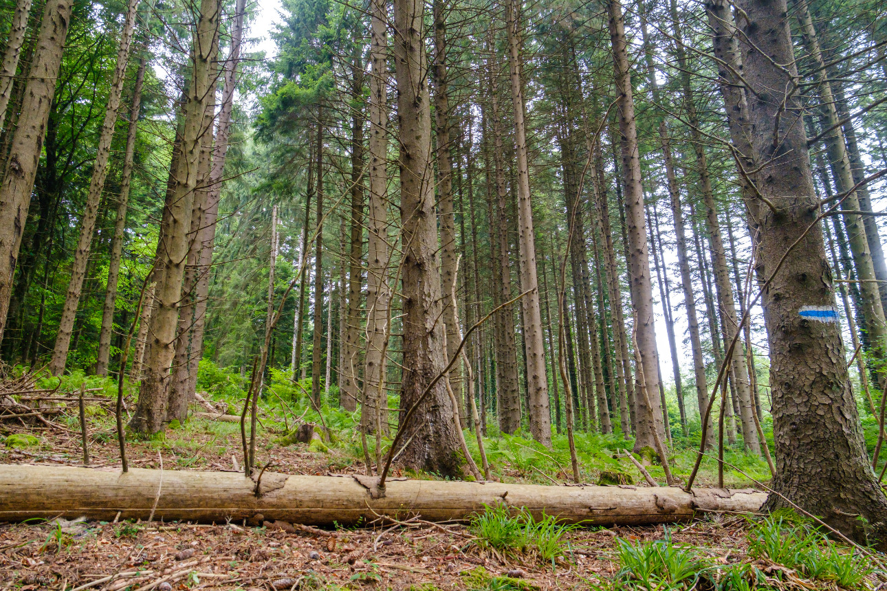 Photos 6 - Forestière - Forêt mixte de 35 ha dans les Pyrénées Audoises