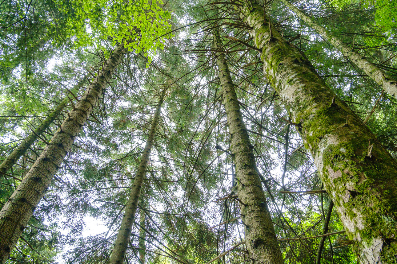 Photos 7 - Forestière - Forêt mixte de 35 ha dans les Pyrénées Audoises