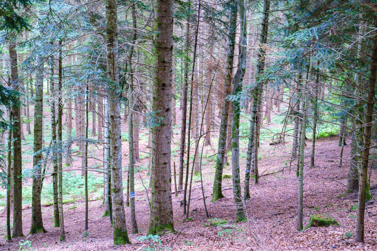 Photos 8 - Forestière - Forêt mixte de 35 ha dans les Pyrénées Audoises