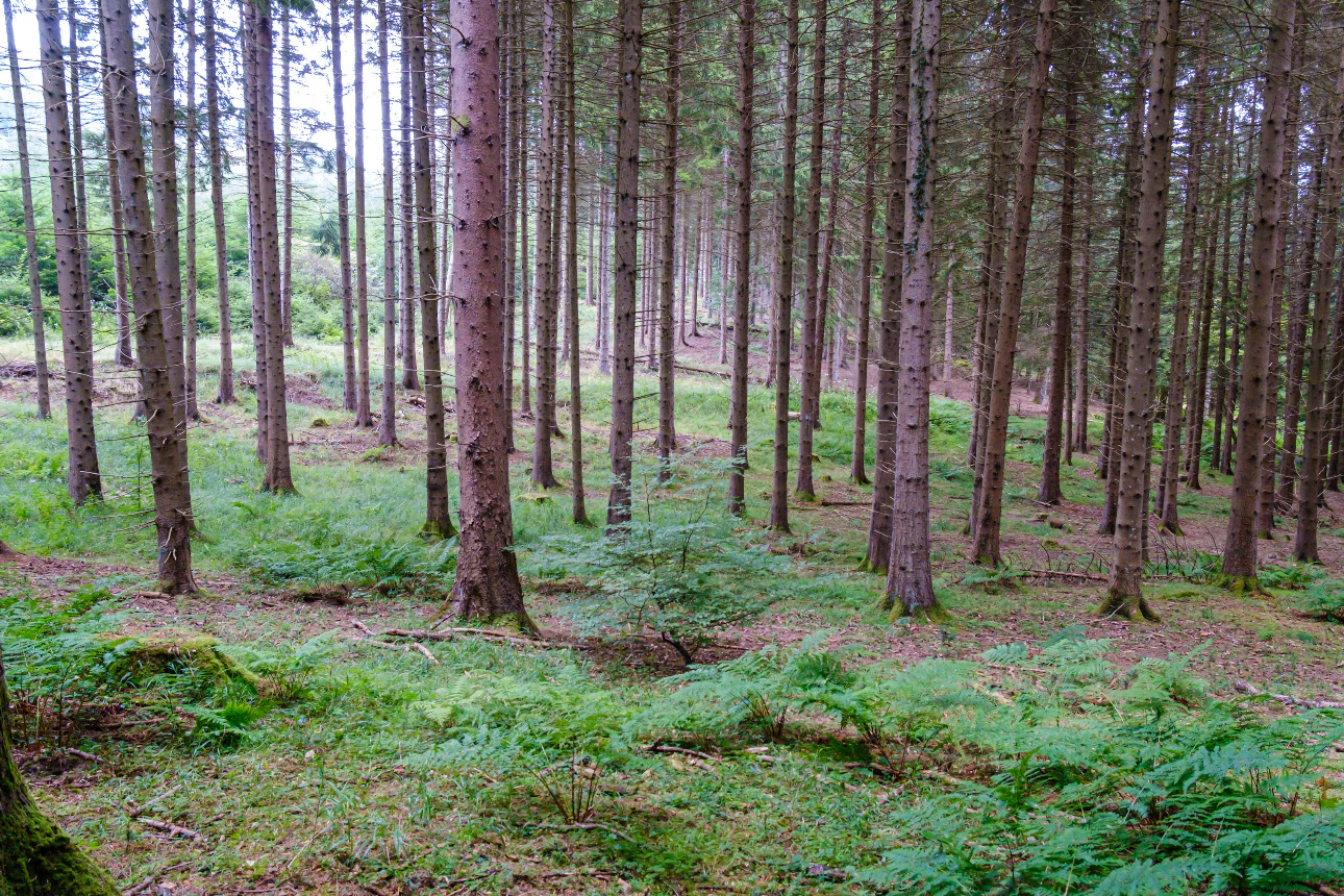 Photos 9 - Forestière - Forêt mixte de 35 ha dans les Pyrénées Audoises