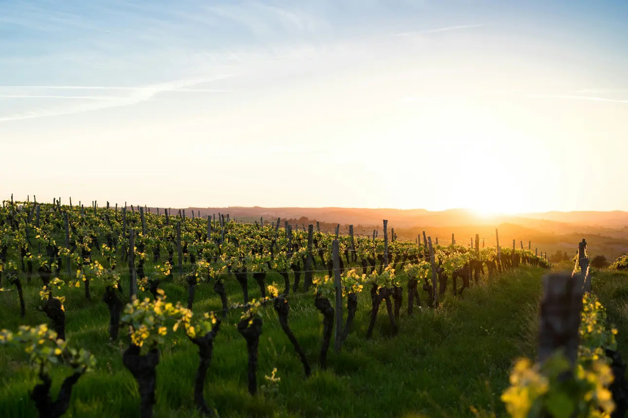 Photos 1 - Vineyard - Very beautiful wine property in Montagne Saint-Emilion