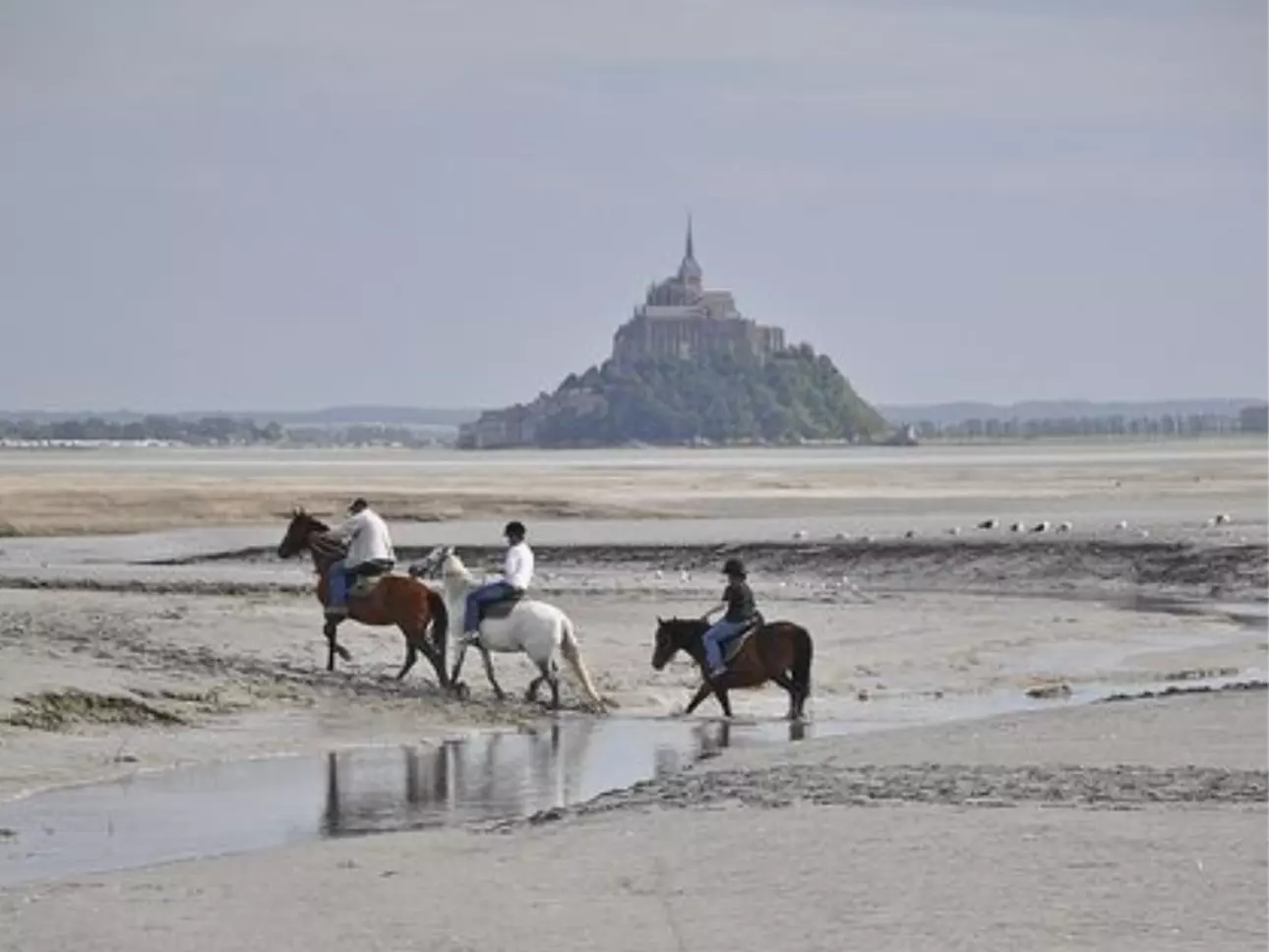 Photos 1 - Équestre - Ecurie sur 10,5 ha - baie du Mont Saint Michel