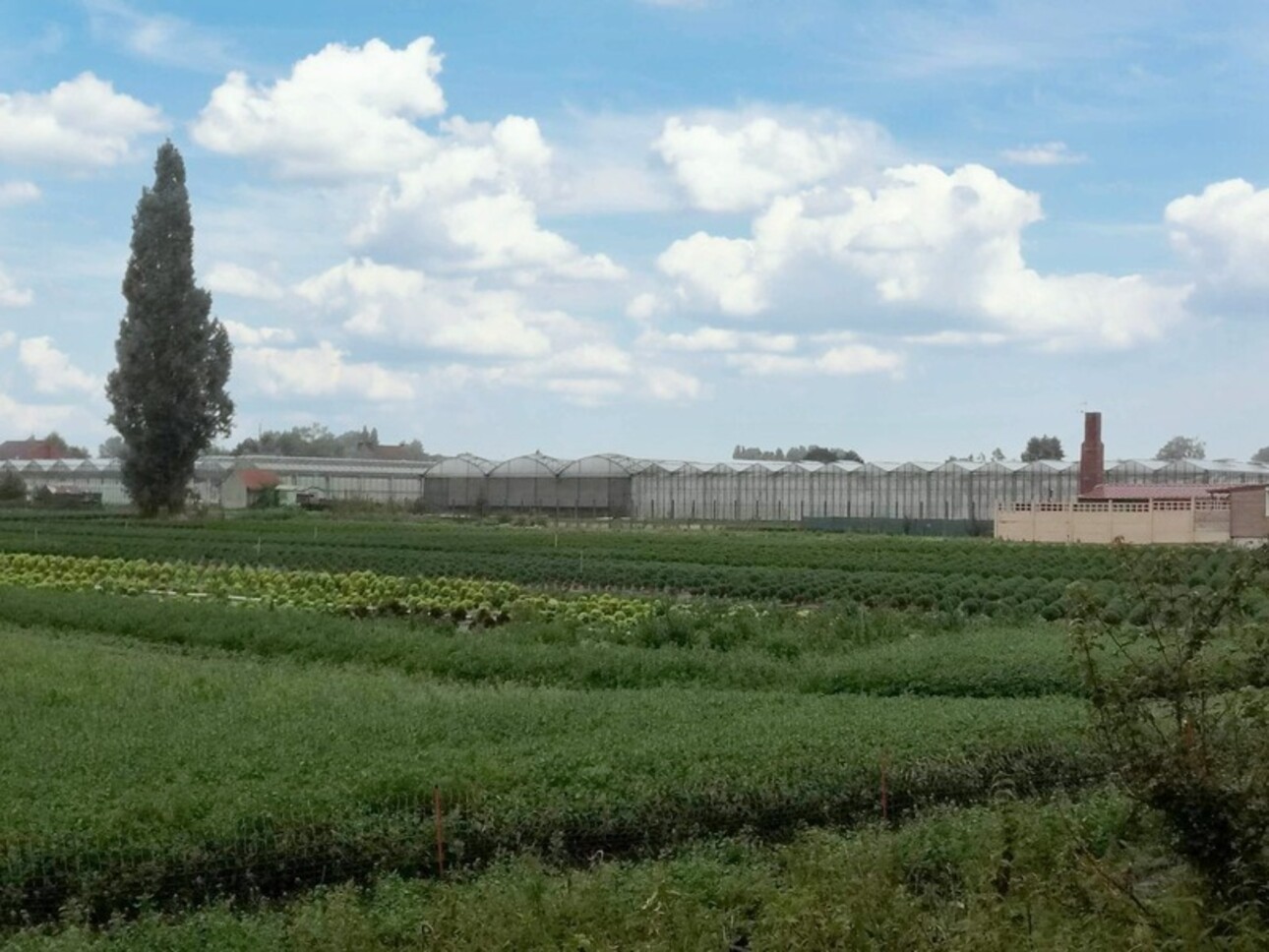 Photos 5 - Agricole - Dpt Nord (59), à  SIN LE NOBLE , exploitation horticole sur près de 4 hectares dont 10000m² de serres et hangar!