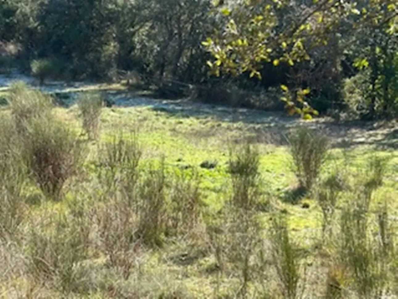 Photos 2 - Tourist - 180 ha bois et prairies, gîtes (Aude)