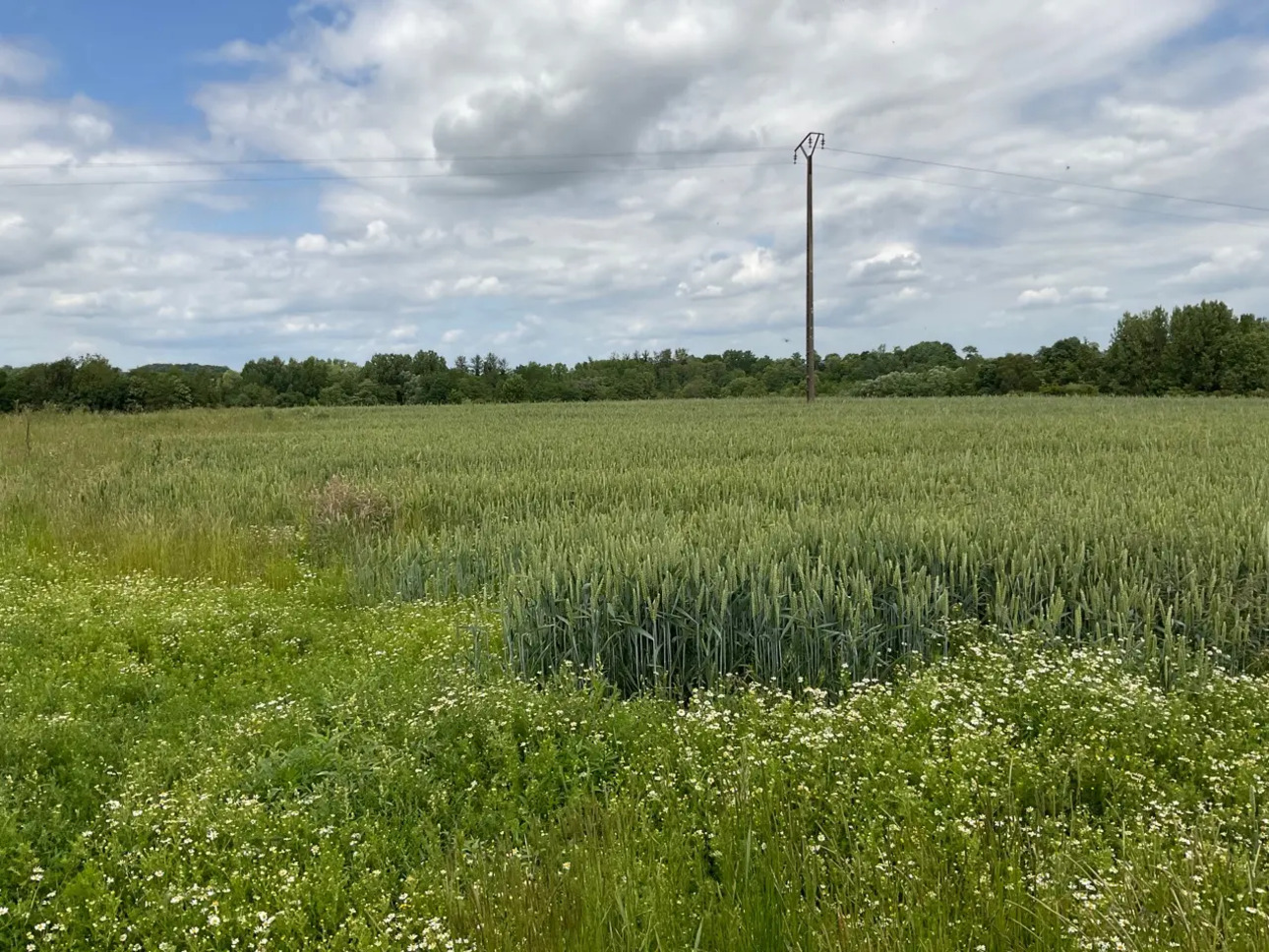 Photos 3 - Agricultural - Free cereal agricultural land for sale - Aisne (02)