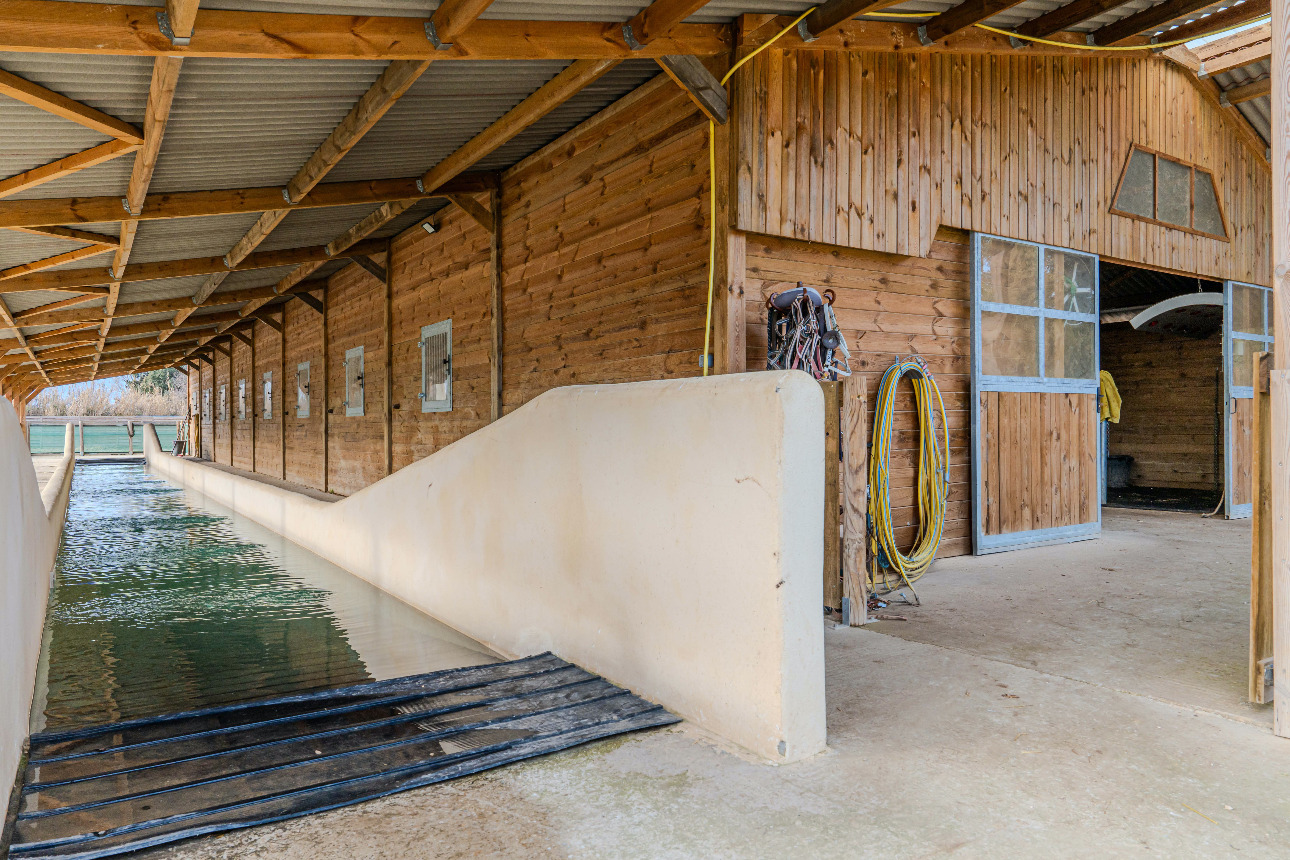 Photos 3 - Equestrian - Provence Alpilles - Equestrian owner - Balneotherapy center