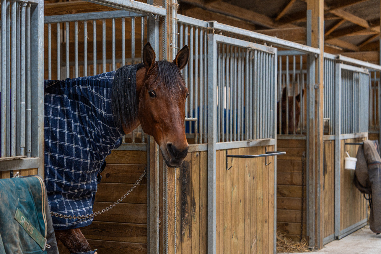 Photos 5 - Equestrian - Provence Alpilles - Equestrian owner - Balneotherapy center