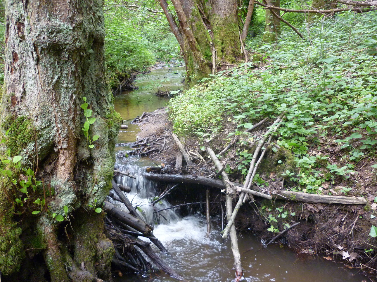 Photos 6 - Foncière - PROPRIETE AVEC ETANG BOIS ET RIVIERE