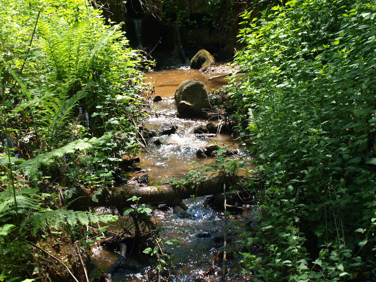 Photos 10 - Foncière - PROPRIETE AVEC ETANG BOIS ET RIVIERE