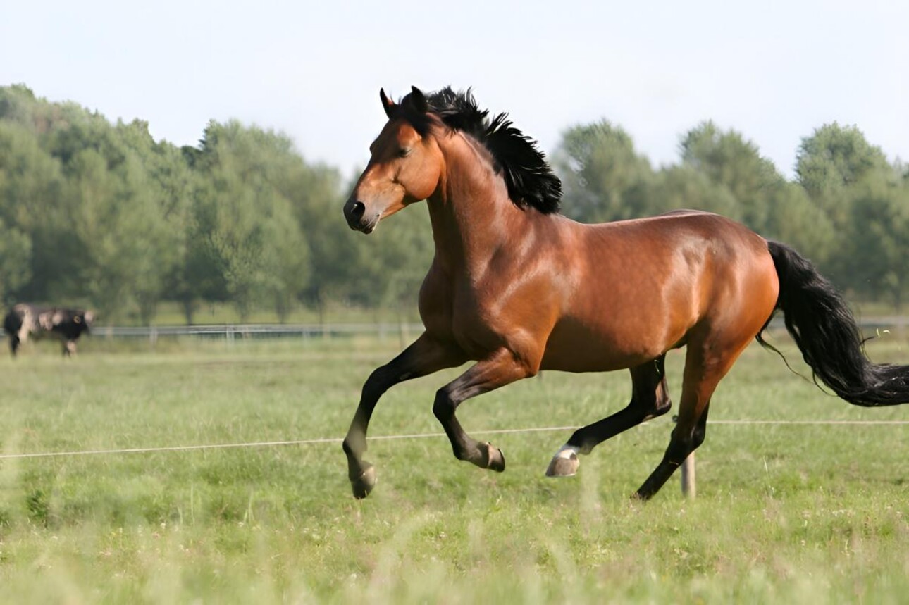 Photos 2 - Equestrian - AUDE DOMAINE 184 HA LAC GÎTES