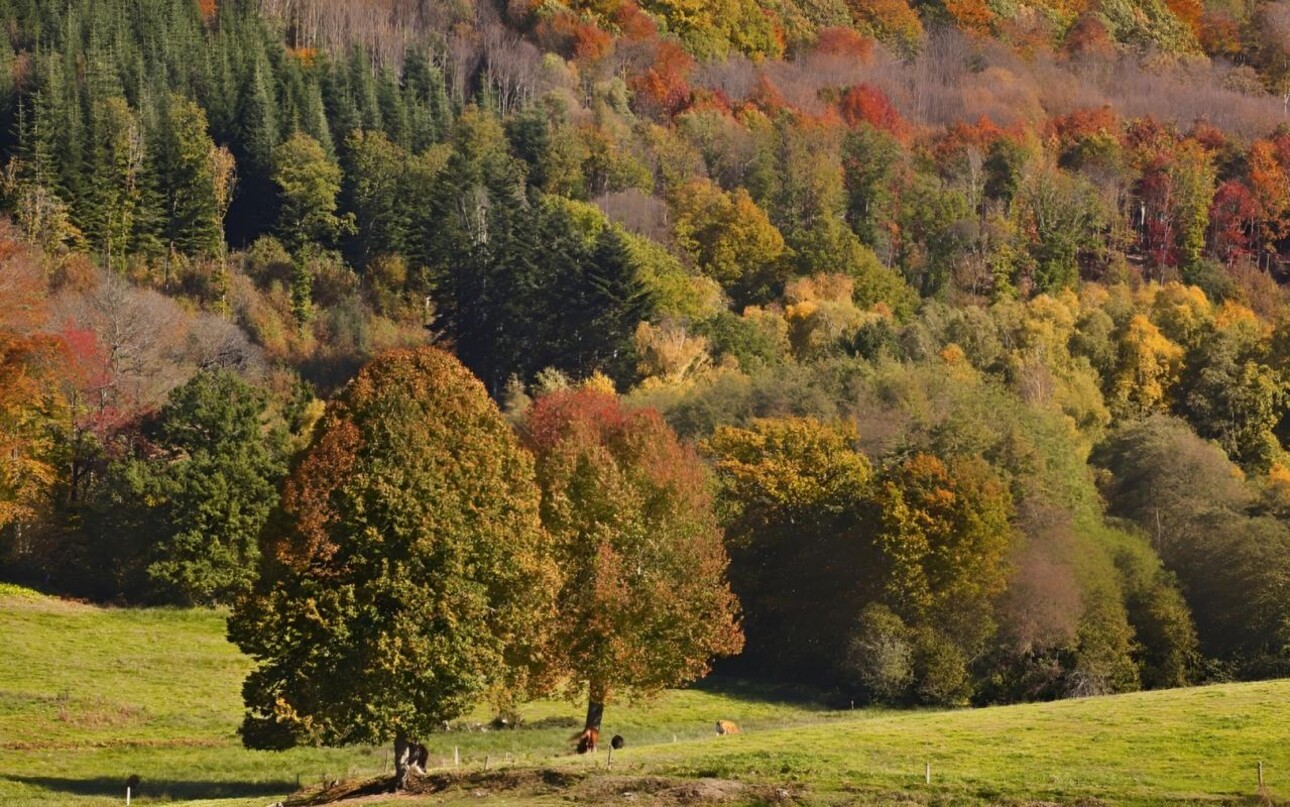 Photos 3 - Equestrian - AUDE DOMAINE 184 HA LAC GÎTES