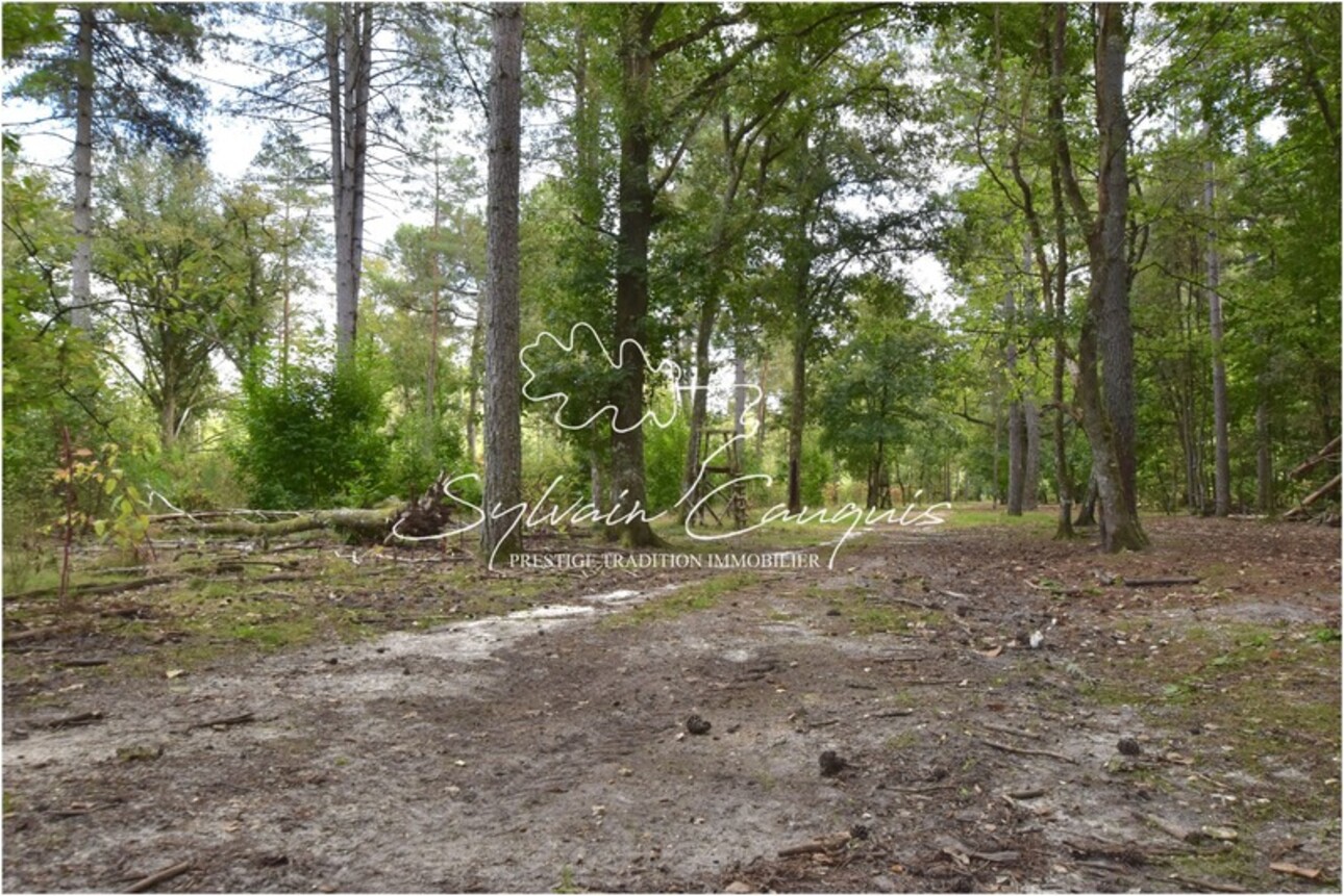 Photos 5 - Forest - 80 hectare hunting and recreational property