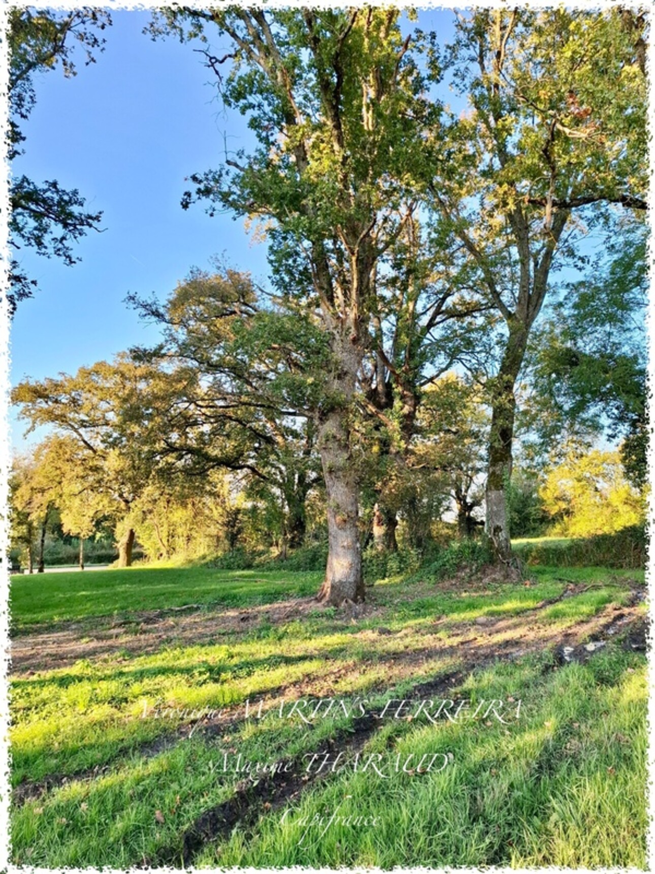 Photos 11 - Equestrian - Propriété à vendre 6 pièces 160m2 sur sa parcelle de 31 979m2 LIGNIERES (18)