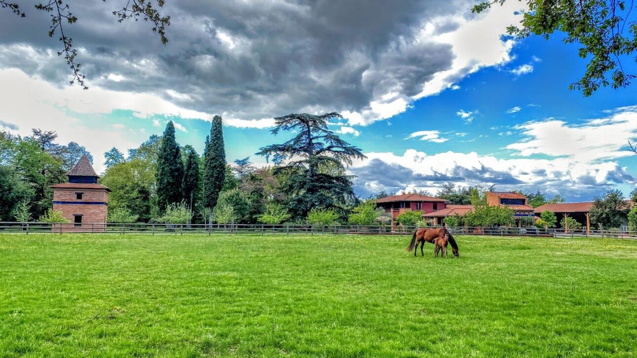 Photos 5 - Équestre - Haras / Equestre