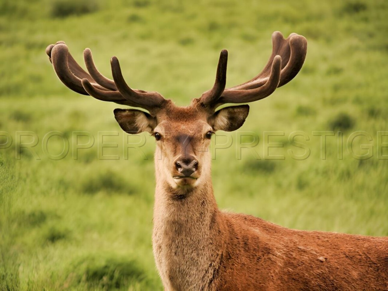 Photos 1 - Agricole - SUD-OUEST PROPRIETE AGRICOLE ET CHASSE 109 HA