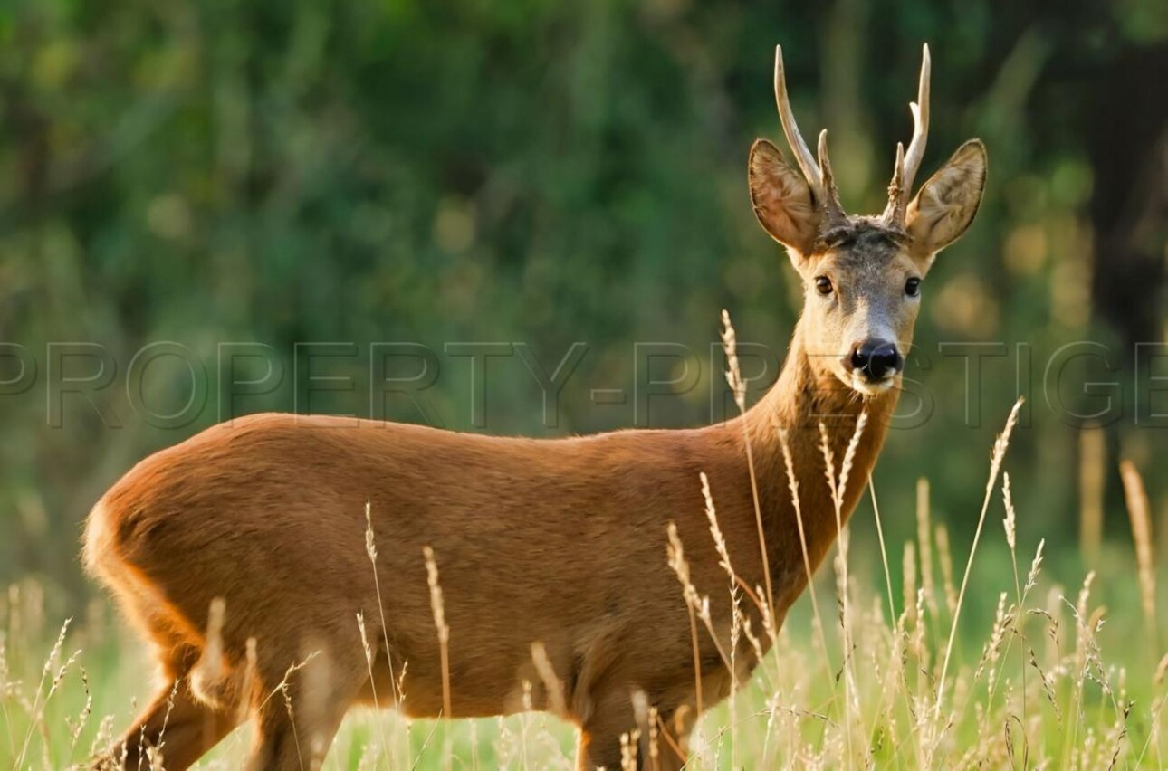 Photos 4 - Agricole - SUD-OUEST PROPRIETE AGRICOLE ET CHASSE 109 HA