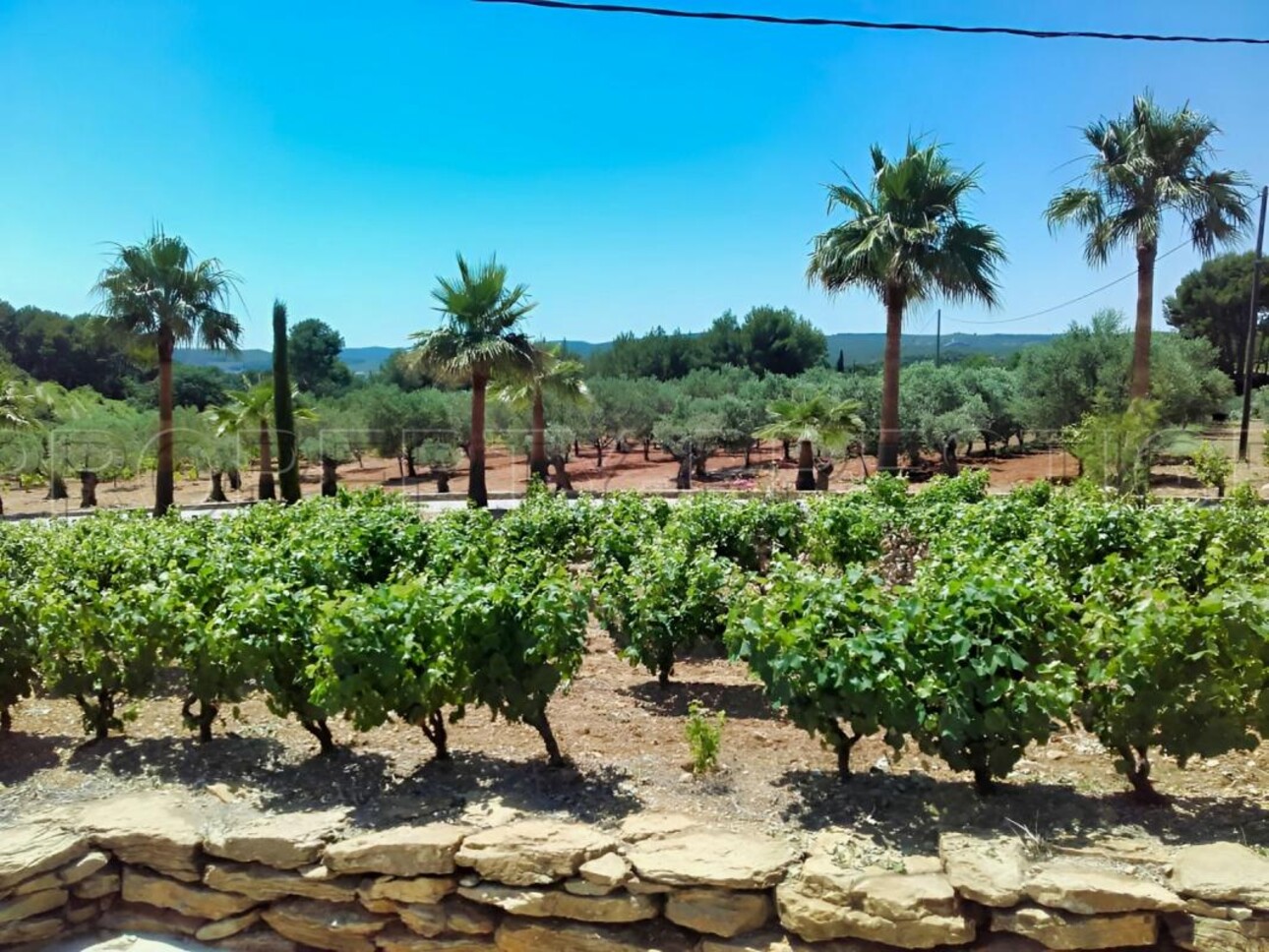 Photos 9 - Agricole - LITTORAL VAROIS PROPRIETE DE STANDING OLIVERAIE 8 HA