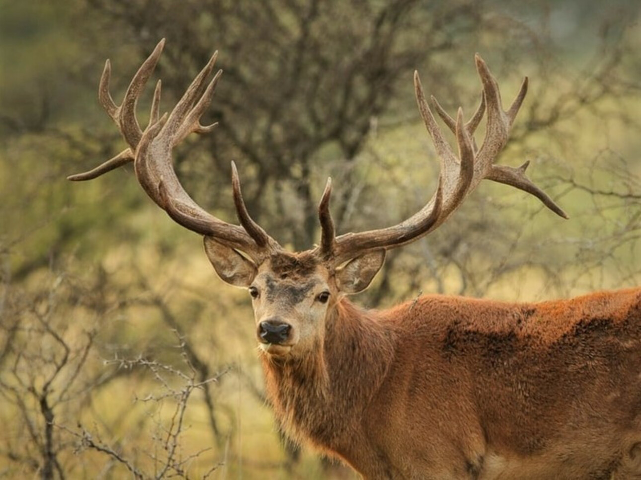 Photos 2 - Agricole - SUD-OUEST PROPRIETE AGRICOLE ET CHASSE 109 HA