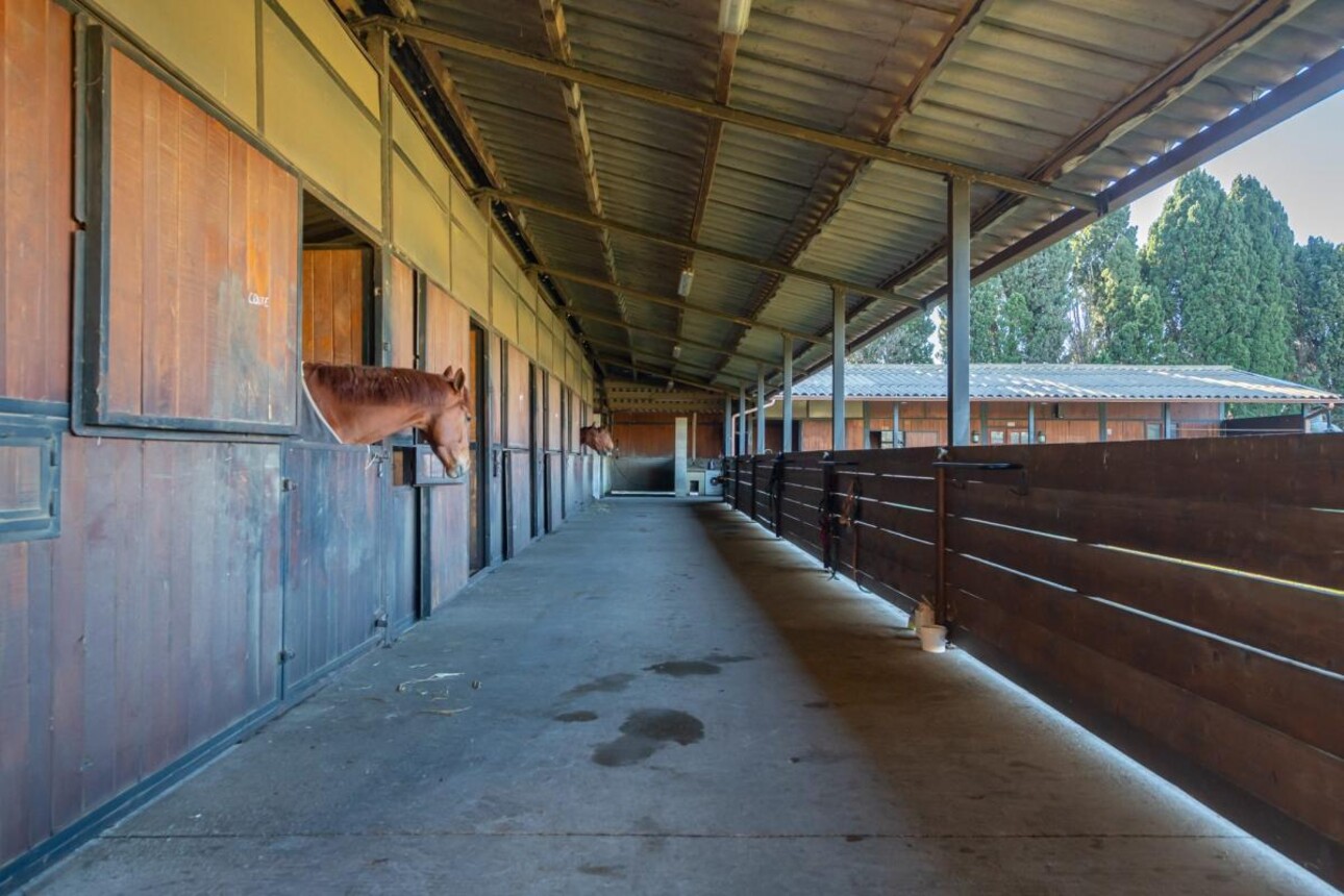 Photos 15 - Equestrian - Propriété Équestre d'Excellence - 5 Hectares aux Portes d