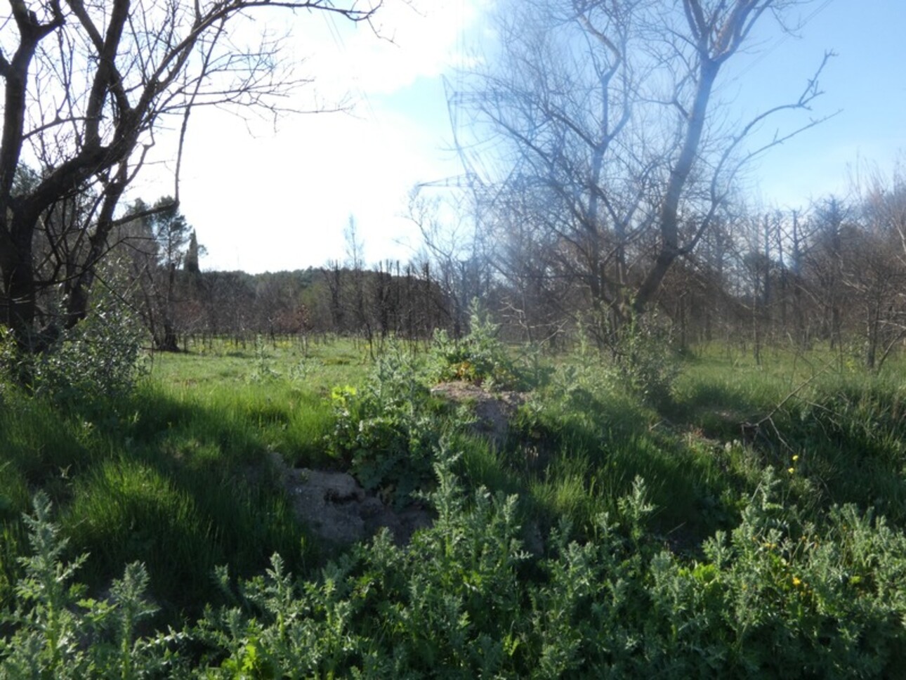 Photos 2 - Foncière - Terrain à vendre  BARBENTANE (13)