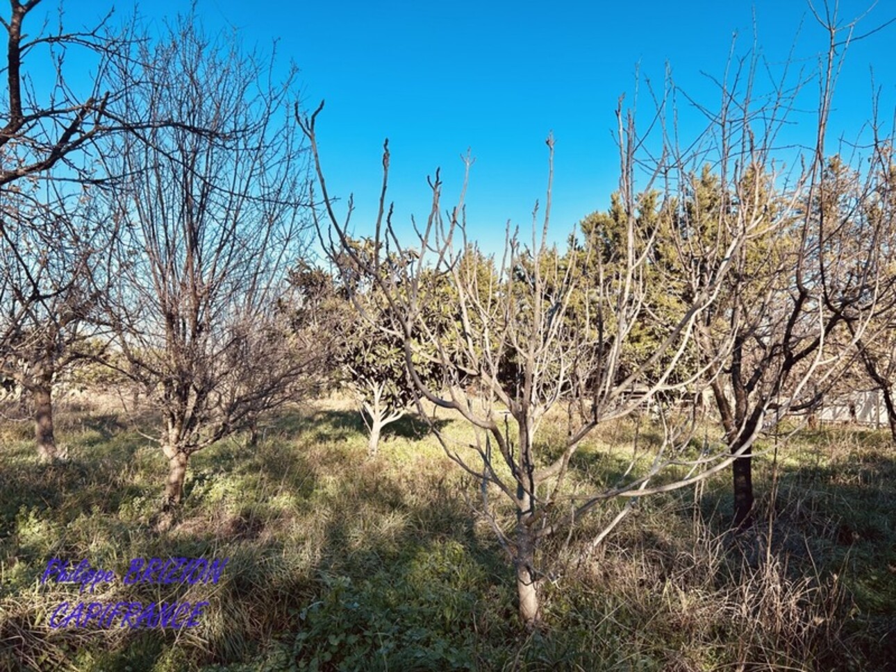 Photos 2 - Foncière - Terrain de loisir à vendre  VILLELONGUE DELS MONTS (66)