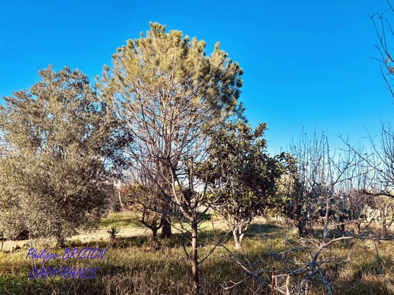 Photos 6 - Foncière - Terrain de loisir à vendre  VILLELONGUE DELS MONTS (66)