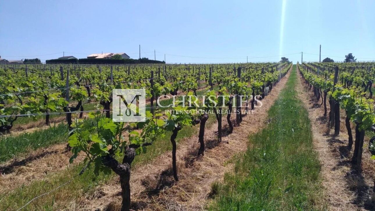 Photos 4 - Touristique - Propriété viticole dans un bel environnement avec Gîte